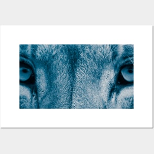 Lion eyes (Blue) Posters and Art